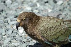 Kea (14 von 19).jpg